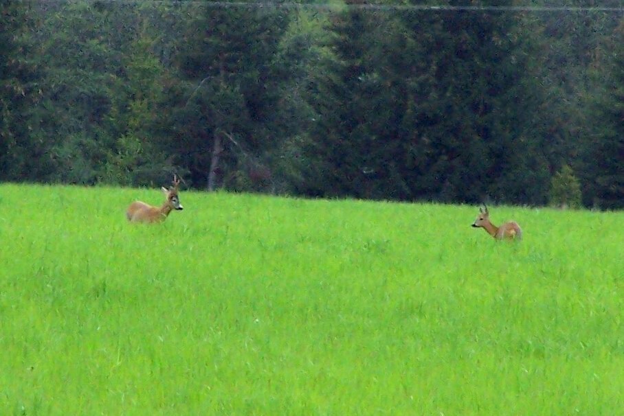100_4785.jpg