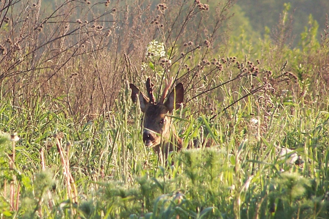 100_4950.jpg
